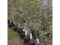 Greenhouse